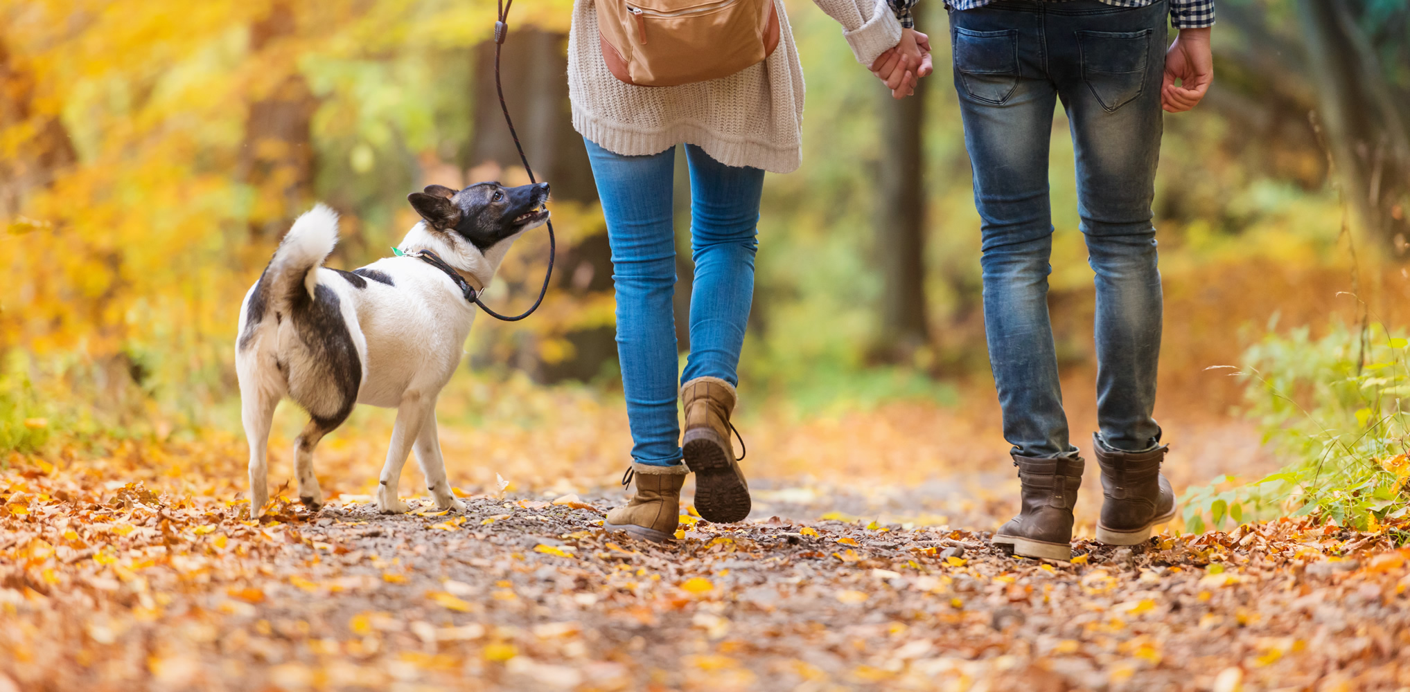 the best dog walking boots